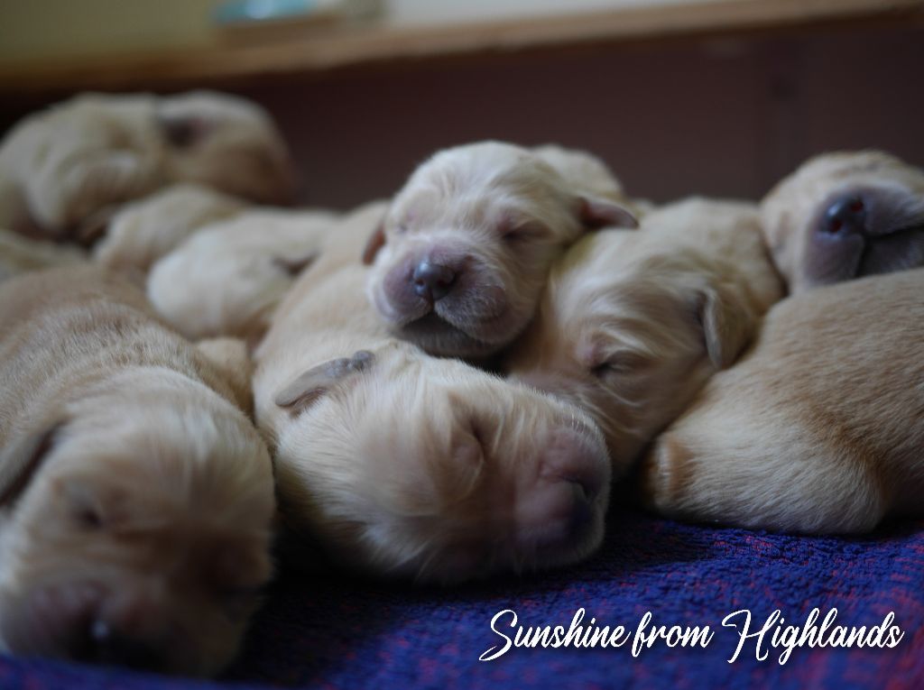 chiot Golden Retriever Sunshine From Highlands