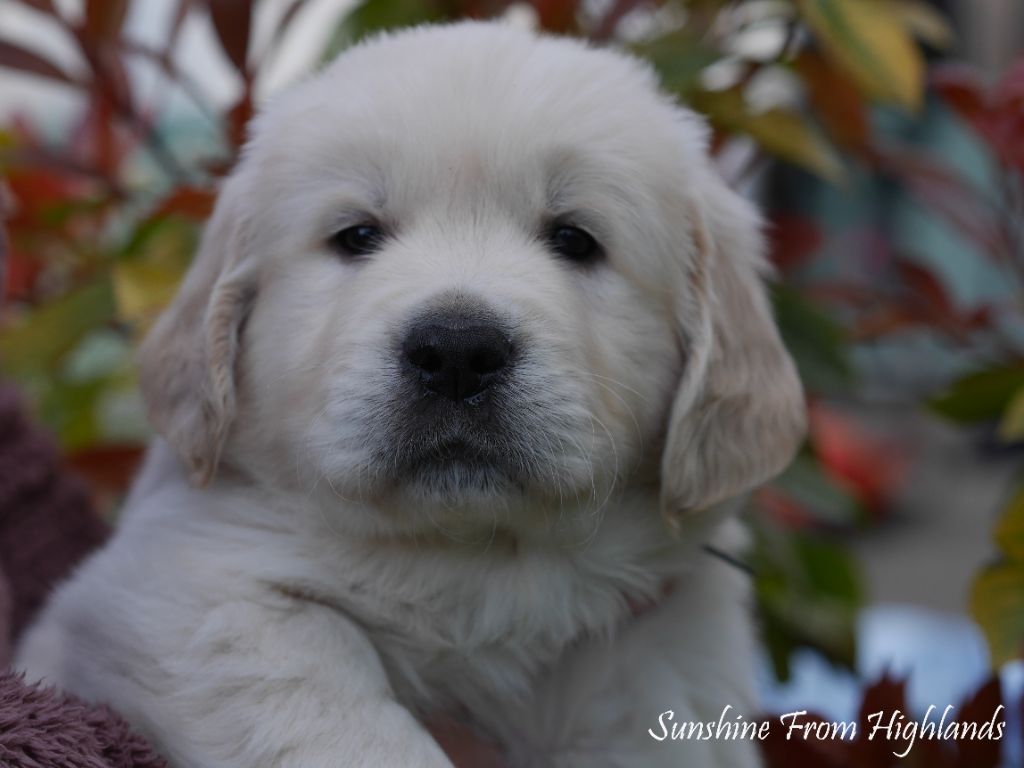 Sunshine From Highlands - Chiots disponibles - Golden Retriever