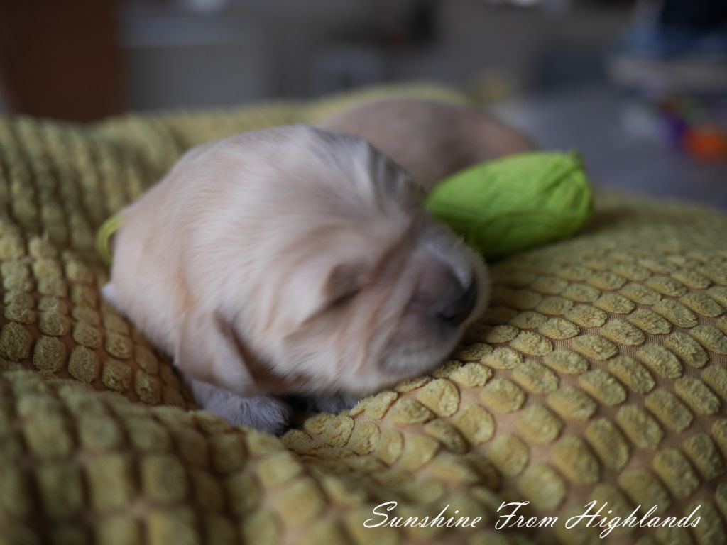 Sunshine From Highlands - Chiots disponibles - Golden Retriever