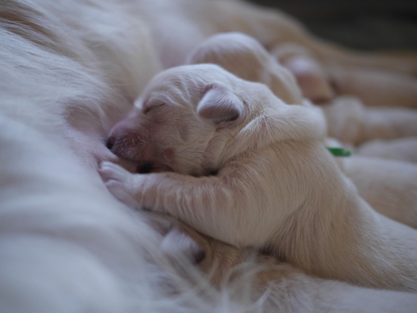 Sunshine From Highlands - Chiots disponibles - Golden Retriever