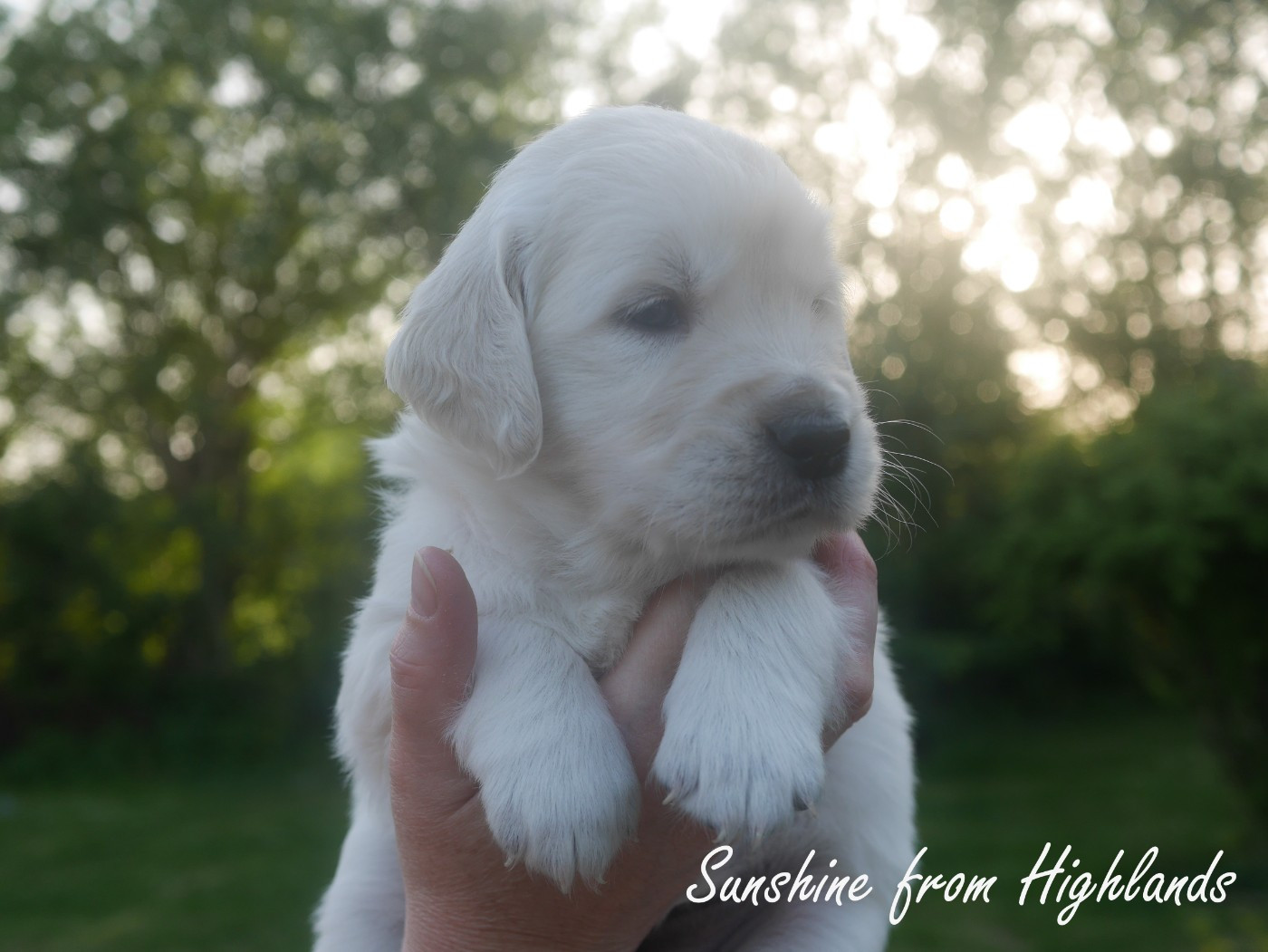 Sunshine From Highlands - Chiots disponibles - Golden Retriever