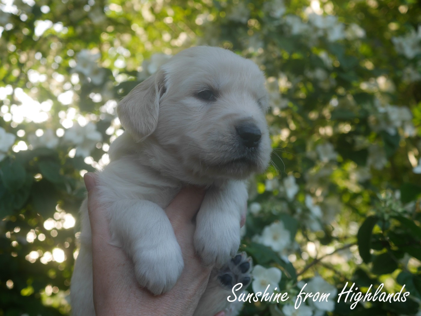 Sunshine From Highlands - Chiots disponibles - Golden Retriever