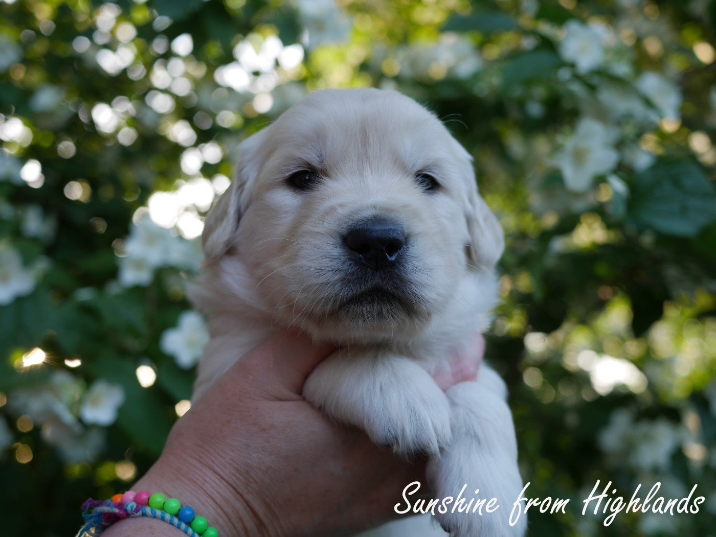 Sunshine From Highlands - Chiots disponibles - Golden Retriever