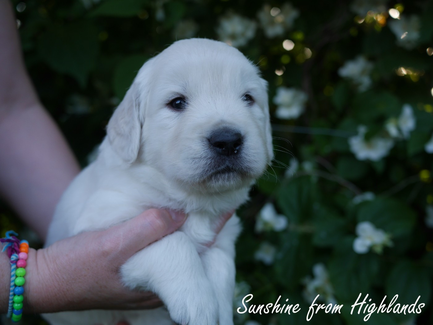 Sunshine From Highlands - Chiots disponibles - Golden Retriever