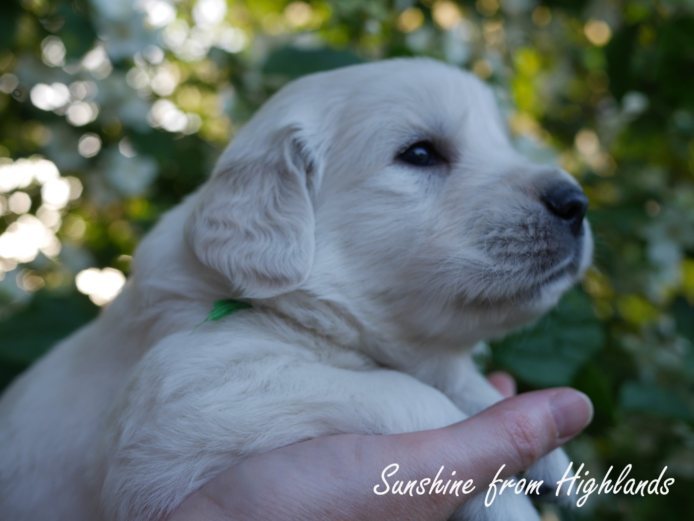 Sunshine From Highlands - Chiots disponibles - Golden Retriever
