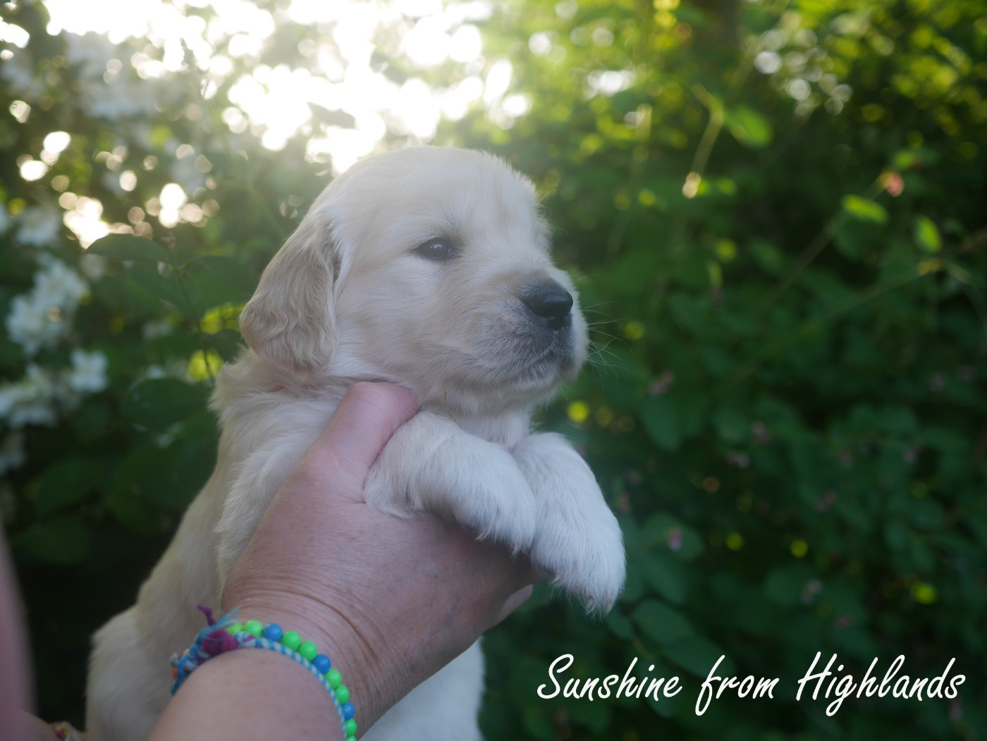 Sunshine From Highlands - Chiots disponibles - Golden Retriever
