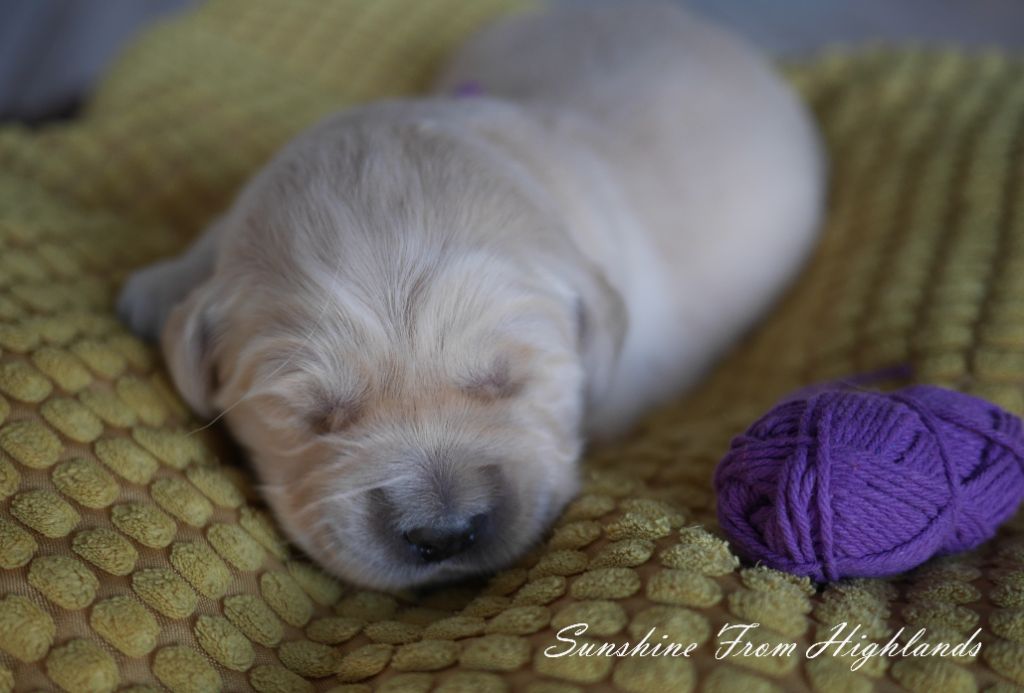 Sunshine From Highlands - Chiots disponibles - Golden Retriever