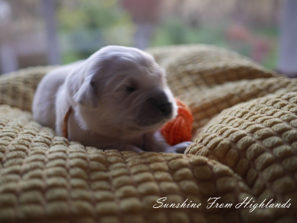 Sunshine From Highlands - Chiots disponibles - Golden Retriever