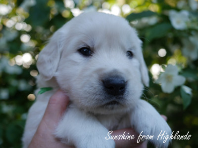 CHIOT 8