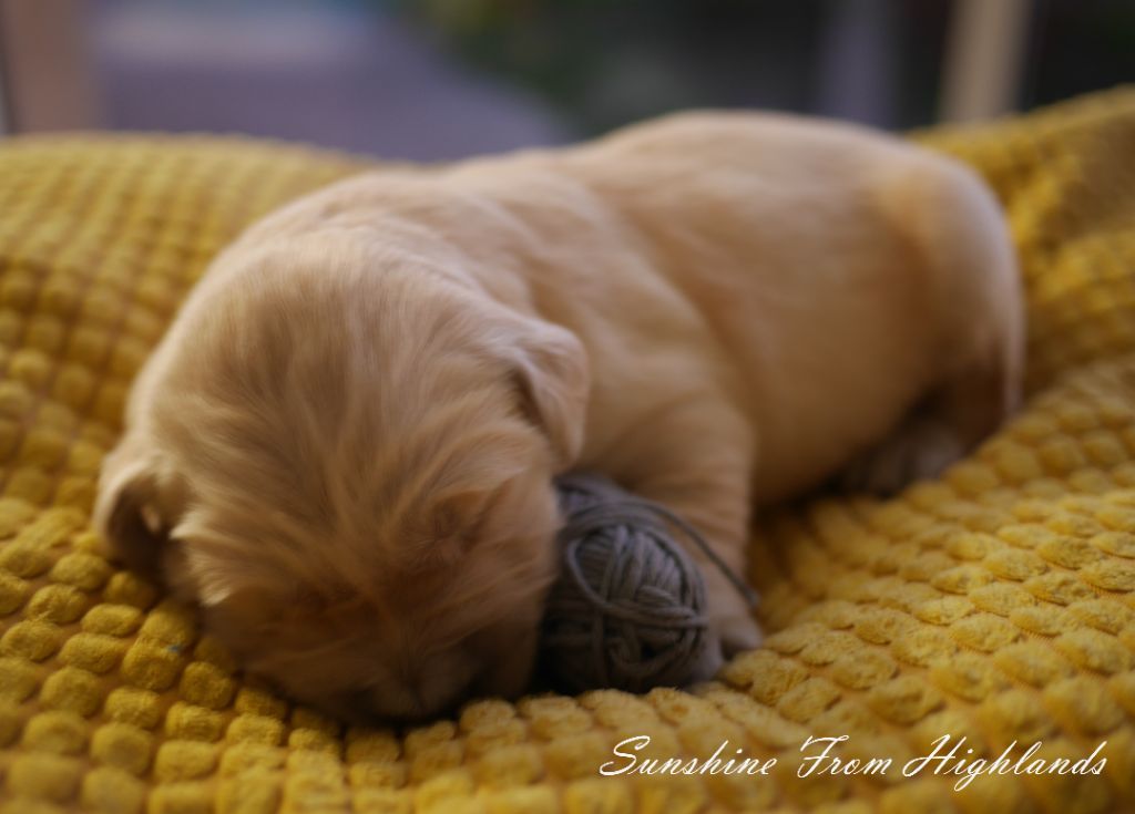 Sunshine From Highlands - Chiots disponibles - Golden Retriever