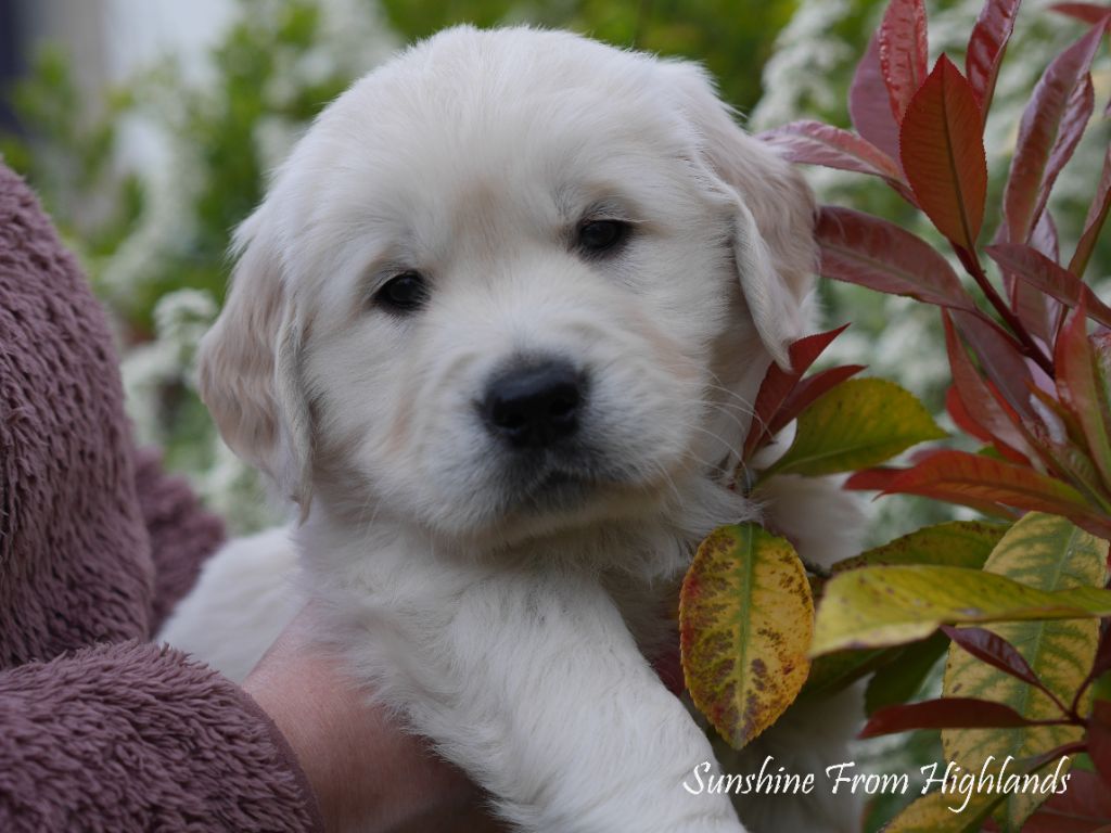 Sunshine From Highlands - Chiots disponibles - Golden Retriever