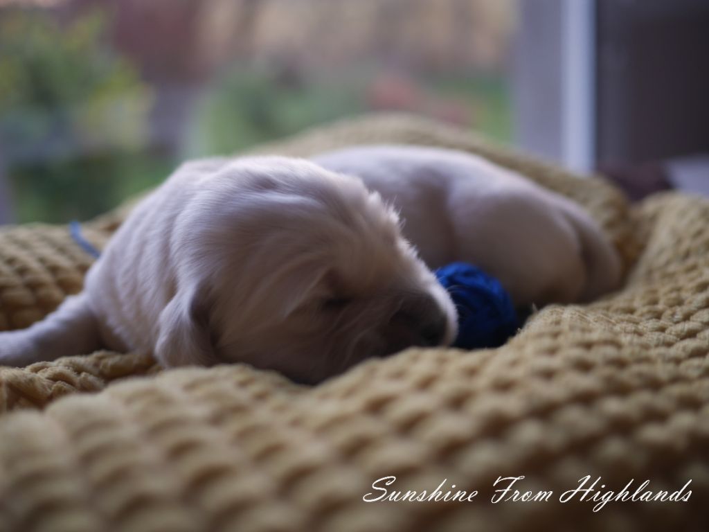 Sunshine From Highlands - Chiots disponibles - Golden Retriever