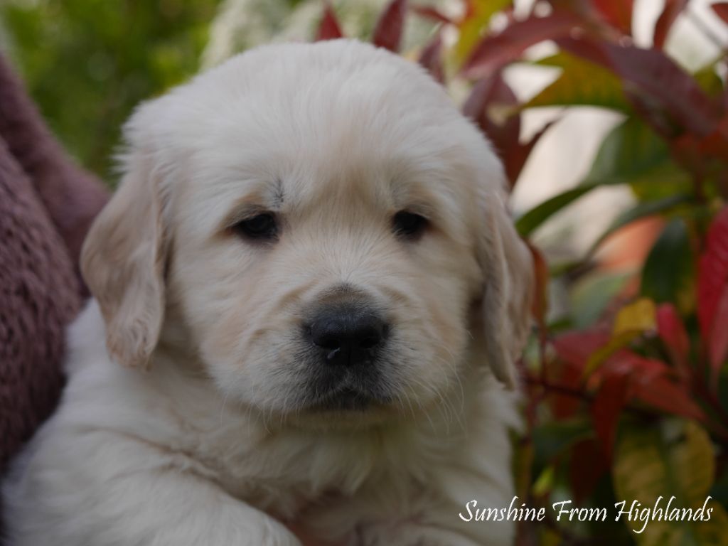 Sunshine From Highlands - Chiots disponibles - Golden Retriever